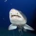 shark_tiger_sand_spar_v_0169_nca0176.jpg